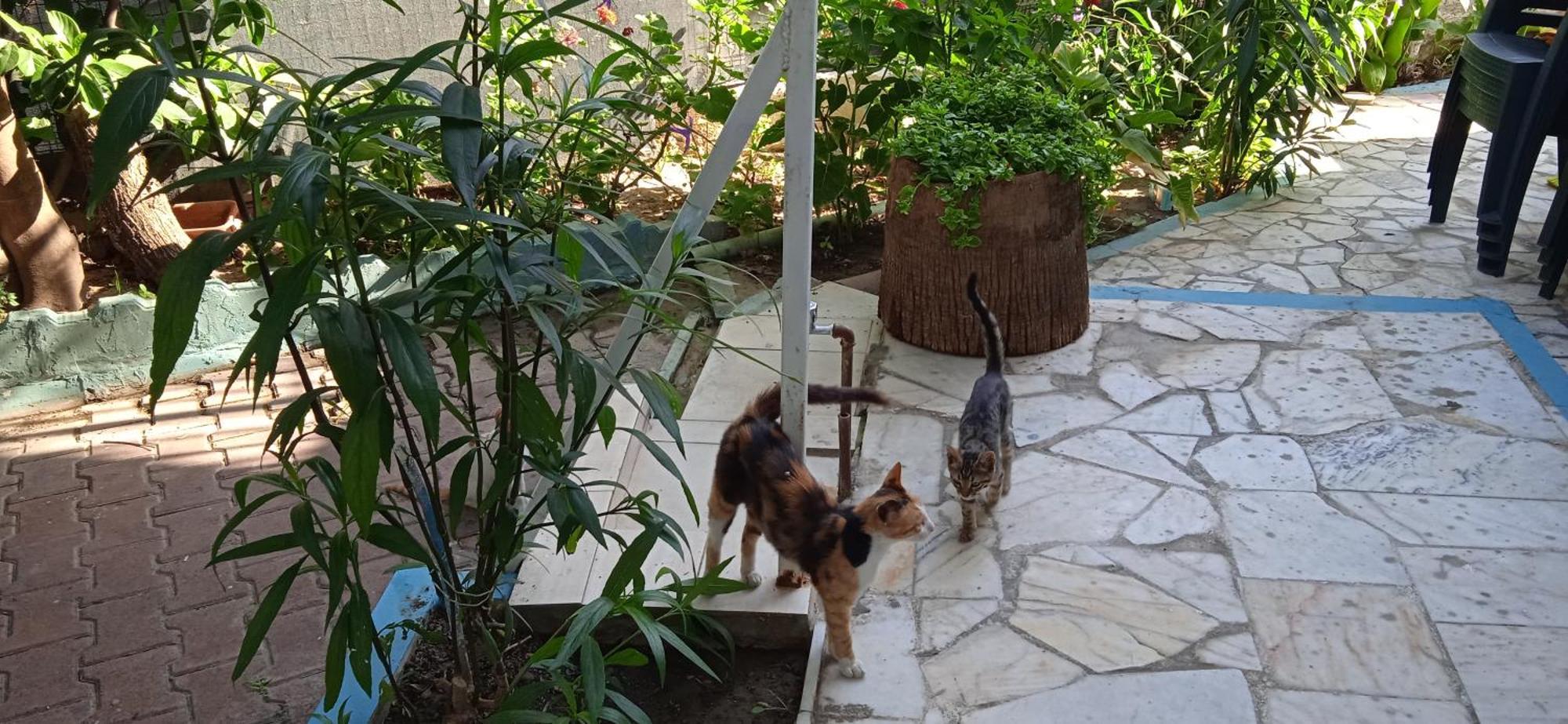 Samos Apart Pension Güzelçamlı Dış mekan fotoğraf