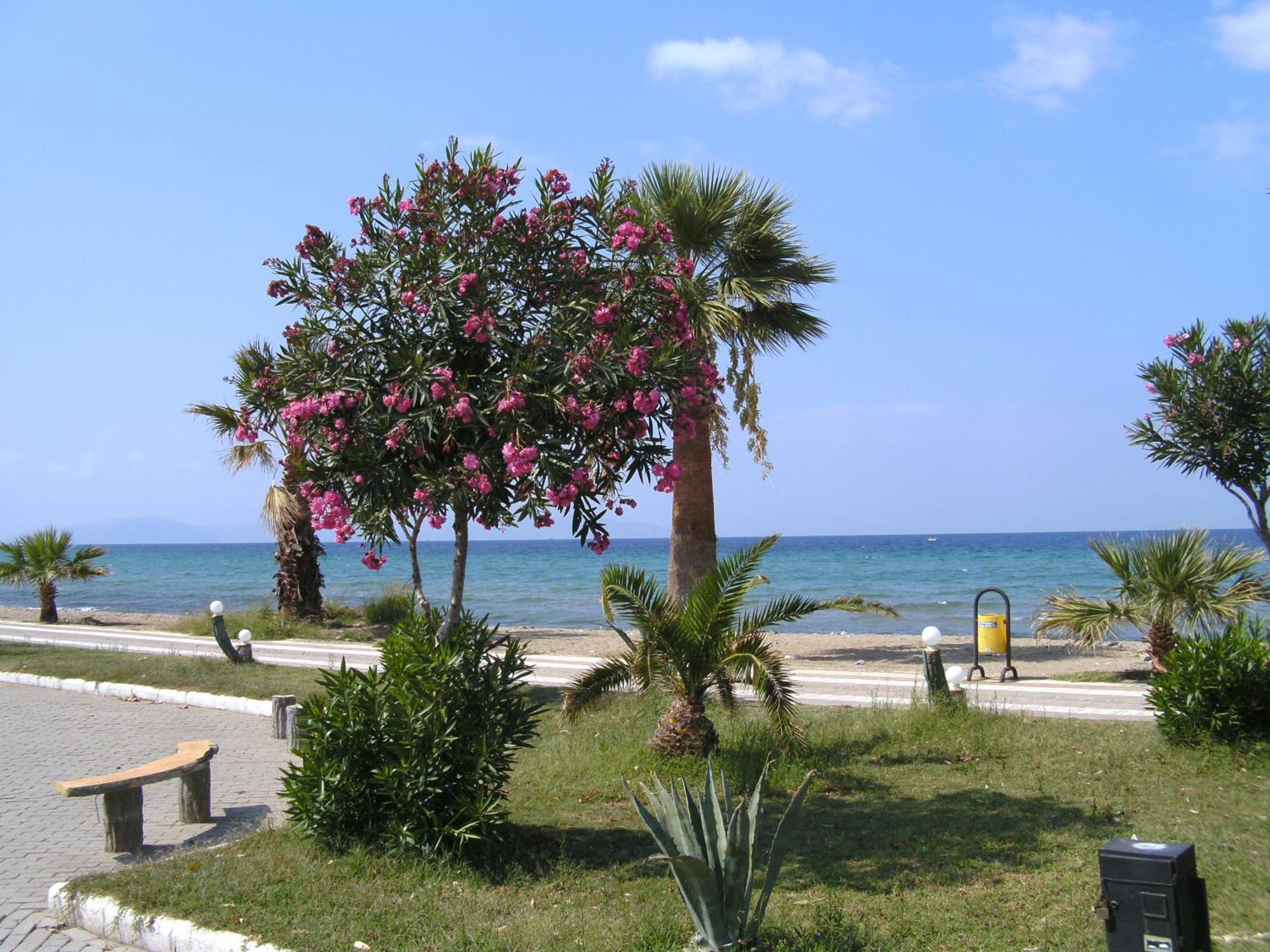 Samos Apart Pension Güzelçamlı Dış mekan fotoğraf