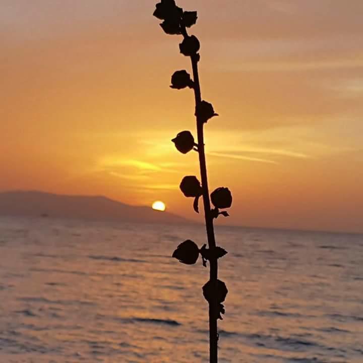 Samos Apart Pension Güzelçamlı Dış mekan fotoğraf